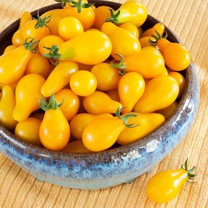 May include: A blue ceramic bowl filled with yellow pear-shaped tomatoes. The tomatoes are arranged in a random pattern and some are overlapping.