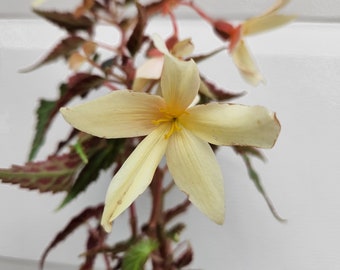 Begonia Bossa Nova Yellow - live plant. Ships in 4" pot. We do not ship to Ca, Hi and Pr.