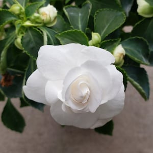 May include: A single white flower with multiple petals, blooming against a backdrop of green leaves.