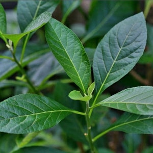 Bitter Leaf  Plant, Vernonia amygdalina, Cây Mật Gấu, lá đắng. Ships in a gallon pot.