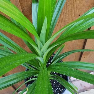 Cây lá dứa - Planta viva Pandanus amaryllifolius de 24" - 28" de altura. Se envía en una olla de un galón. imagen 1