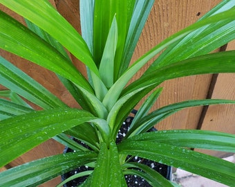 Cây lá dứa - 24" - 28" tall Pandanus amaryllifolius live plant. Ships in a gallon pot.
