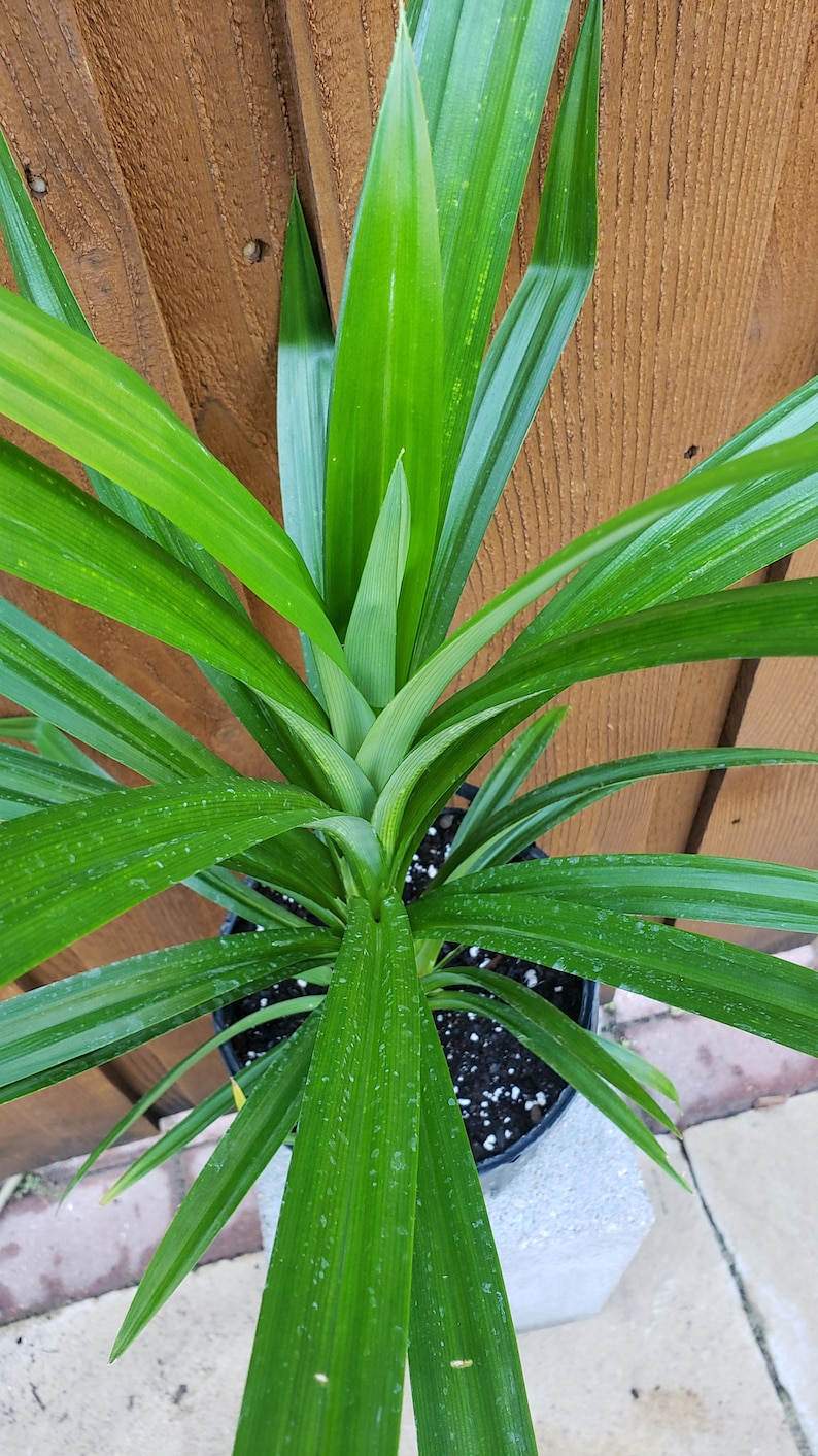 Cây lá dứa - Planta viva Pandanus amaryllifolius de 24" - 28" de altura. Se envía en una olla de un galón. imagen 1