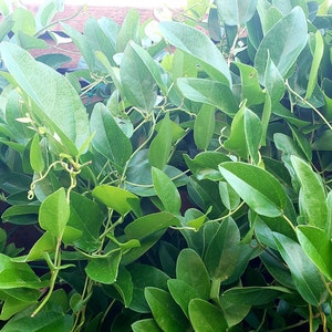 Sương Sâm, Rare Jelly Vine Tiliacora Triandra, over 3 feets long vine. Ships in a gallon pot. We do not ship to HI, CA and PR.