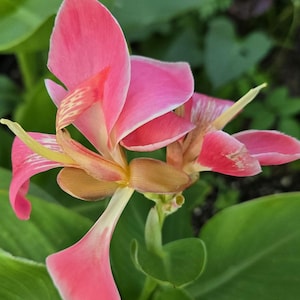 May include: A vibrant pink canna lily flower featuring broad, delicate petals with subtle white edges and yellow-toned centers. The bloom displays intricate, light-colored markings on its inner segments, supported by a green stem and large leaves.