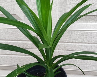 May include: A potted pandan plant with long, vibrant green leaves. The plant is in a brown plastic pot, sitting on a concrete block. The leaves are long and slender, with a slight curve. The background is a white, textured wall.
