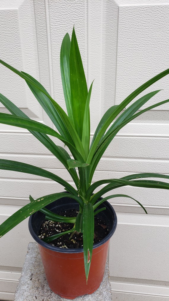 Pandanus amaryllifolius, Vietnamese Lá Dứa live plant. Ships in a 6" pot. We do not ship to CA and PR.