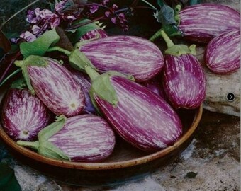 2 Listada De Gandia Eggplant plants. Ships in 4" pot/each. We do not ship to Hi, Ca and Pr.