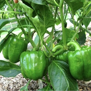 May include: A close-up of a green bell pepper plant with several ripe, green bell peppers. The peppers are attached to the plant by their stems, surrounded by large, green leaves. The plant is growing in a garden.