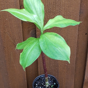Chamaecostus cuspidatus, Insulin-plant, cây cát lòi, mía dò, ship in 4&quot; pot. We do not ship to Ca, Hi and Pr.