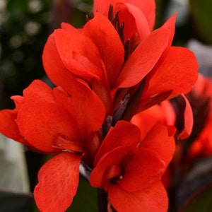 Dwarf Bronze Scarlet canna lily, Live Plant. Ships in 4 pot. image 1