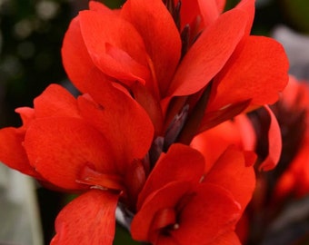 Dwarf Bronze Scarlet canna lily, Live Plant. Ships in 4" pot.