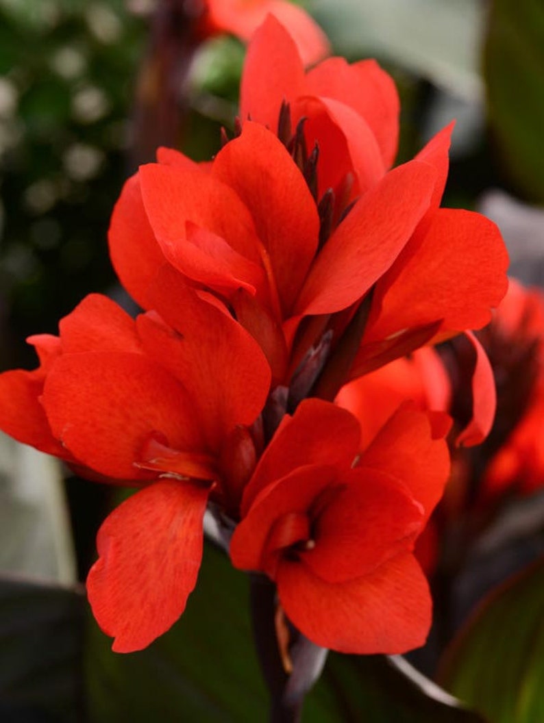 Dwarf Bronze Scarlet canna lily, Live Plant. Ships in 4 pot. image 1
