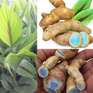 May include: Image featuring fresh turmeric root and leaves. The turmeric root is a light brown color with a vibrant blue interior when cut. The leaves are green with purple veins. The image is well-lit, showcasing the natural colors and textures of the plant.