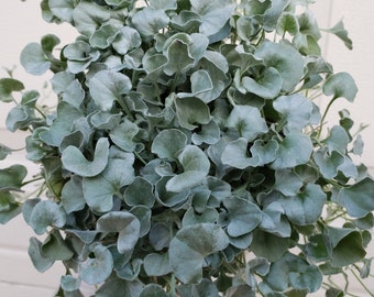 Puede incluir: Un denso grupo de Dichondra argentea, conocida comúnmente como oreja de ratón plateada, con numerosas hojas pequeñas, redondeadas y en forma de abanico, de un tono verde plateado distintivo y textura suave y aterciopelada, dispuestas en un patrón superpuesto.