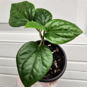 May include: A small potted plant featuring several glossy, heart-shaped, dark green leaves with prominent veins. The plant is rooted in dark, moist soil contained within a simple, round, black plastic nursery pot with a smooth, uniform finish.