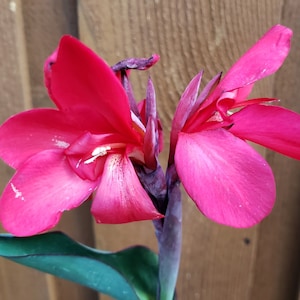 May include: Two vibrant pink canna lily flowers with green leaves against a brown wooden background.