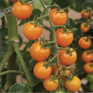 May include: A close-up of a cluster of ripe, orange cherry tomatoes on the vine. The tomatoes are round and smooth, with green stems and leaves. The background is blurred, suggesting a garden setting.