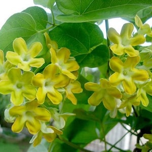 May include: A cluster of bright yellow, five-petaled flowers with light green centers, growing on a vine with broad, heart-shaped green leaves. The blossoms are arranged in dense, rounded bunches, showcasing a vibrant contrast between the petals.