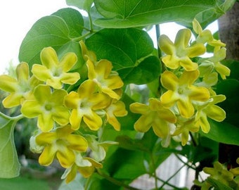 Puede incluir: Primer plano de un grupo de pequeñas flores amarillas en forma de estrella con centros blancos. Las flores están rodeadas de hojas grandes, verdes y en forma de corazón. La imagen está bien iluminada, destacando los detalles de las flores y el follaje.