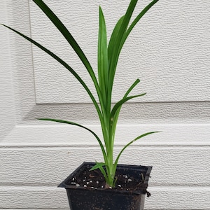 Puede incluir: Una planta de pandan joven con hojas largas, delgadas y de color verde vibrante que crecen hacia arriba desde una maceta de vivero cuadrada de pl&aacute;stico negro llena de tierra oscura con peque&ntilde;as part&iacute;culas de perlita blanca.
