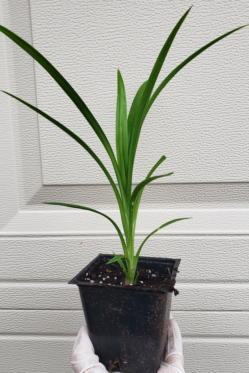 Puede incluir: Una planta de pandan joven con hojas largas, delgadas y de color verde vibrante que crecen hacia arriba desde una maceta de vivero cuadrada de pl&aacute;stico negro llena de tierra oscura con peque&ntilde;as part&iacute;culas de perlita blanca.