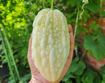 Rare 2 Japanese White Jade Bitter Melon plants, Khổ Qua Trắng Nhật Bản. Ships in 4" pot of each. We do not ship to HI,CA & PR.