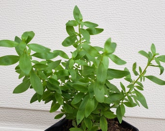 Mexican Oregano, Poliomintha longiflora live plants in 4" tall pot. We do not ship to Ca, Hi and Pr.