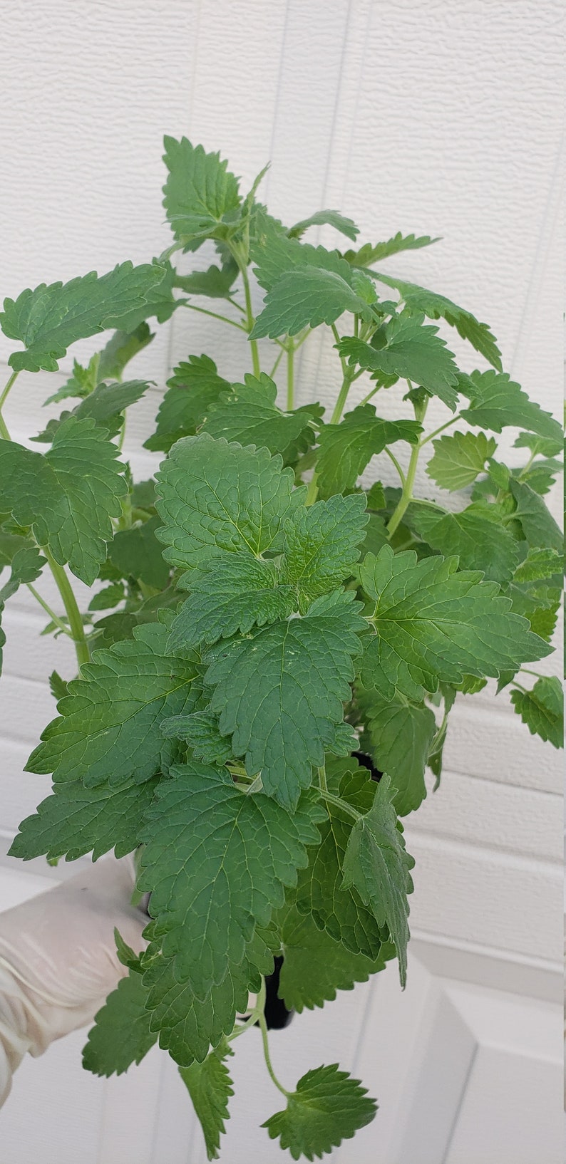 Catnip Nepeta cataria live plant in 4 tall pot Etsy