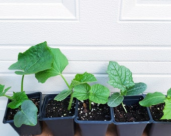 Combo 5 PLANTS gourd or herb - MIX & MATCH. Ship with 5 plants in box, 4" pot of each.