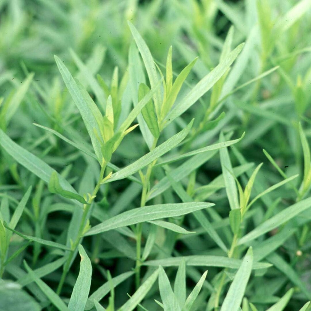 French Tarragon Herb Live Plant in 4 Pot. We Do Not Ship to HI, CA and PR. Etsy