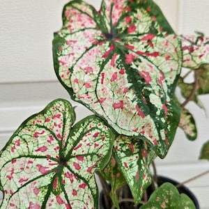 Splash of Wine Caladium - live plant. Ships in 5" tall pot.