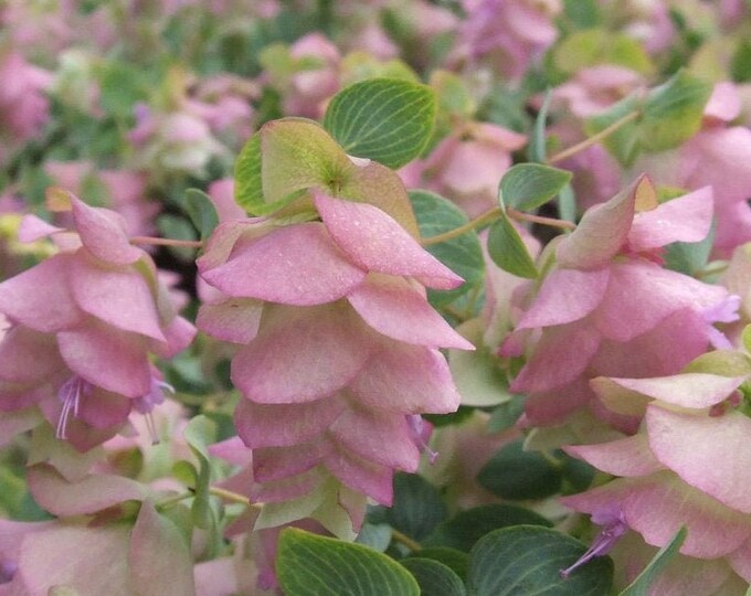 Oregano Kent Beauty Live Plants in 5 Tall Pot. Etsy