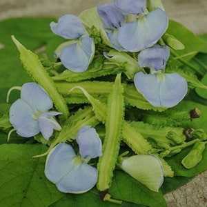 May include: A bunch of fresh, green winged beans with light blue flowers. The beans are arranged on a bed of green leaves.
