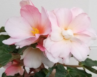 NEW VARIETY - AppleBlossom Begonia - live plant. Ships in 5" pot. We do not ship to Hi, Ca and Pr.