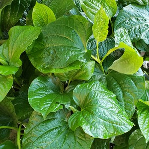 Lá Lốt, Wild Betal Leaf, Piper sarmentosum plant. Ship in 4&quot; pot. We do not ship to Ca,Hi and Pr.