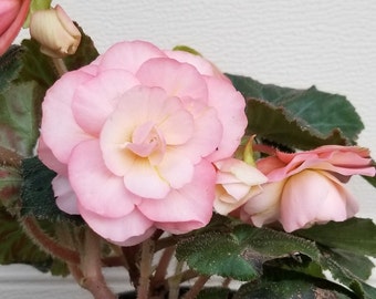 NEW VARIETY - Blush Rose Begonia - live plant. Ships in 5" pot. We do not ship to Hi, Ca and Pr.