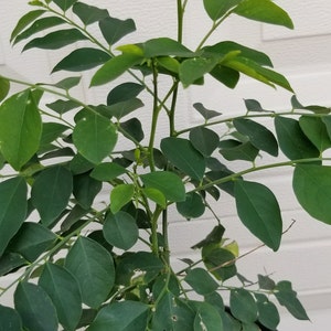 Sauropus androgynus, Bồ Ngót live plants. Ships in a gallon pot. We do not ship to Ca, Hi and pr.