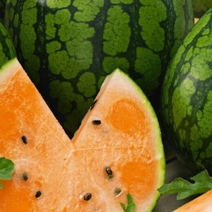 May include: Close-up of a sliced orange watermelon with a green rind. The watermelon is surrounded by whole green watermelons.