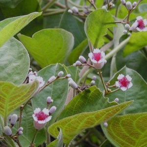 Cây Lá mơ lông, lá mơ tam thể, Paederia foetida live plant. Ships in 3" pot. We do not ship to HI, CA and PR.