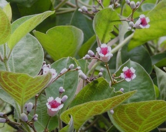 Cây Lá mơ lông, lá mơ tam thể, Paederia foetida live plant. Ships in 3" pot. We do not ship to HI, CA and PR.