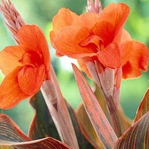 Dwarf Rainbow Leaf Canna Lily - Phasion Canna, live plant. Ships in a gallon pot. We do not ship to Ca, Hi and Pr.