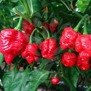 Trinidad Scorpion Pepper, live plant. Ships in 4" pot. We do not ship to Hi, Ca and Pr.