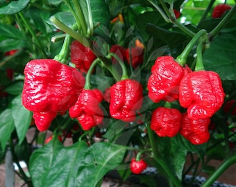 Trinidad Scorpion Pepper, live plant. Ships in 4" pot. We do not ship to Ca and Pr.
