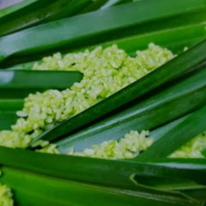 Puede incluir: Una mezcla de granos de arroz de color verde claro intercalados con hojas de pandano largas, lisas y de color verde oscuro. Los ingredientes est&aacute;n dispuestos en capas, mostrando el contraste entre el arroz cocido verde p&aacute;lido y el follaje.