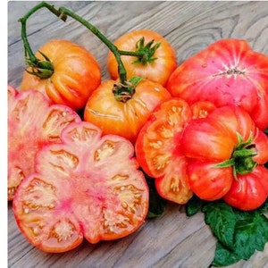 Two Old German Heirloom Tomatoes, organic live plants, non-GMO. Ships in 4" pot/each. We do not ship to Hi, Ca and Pr.