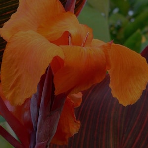 Tropicanna Canna Lily, live plant. Ships in 4&quot; pot. We do not ship to HI, CA and PR.