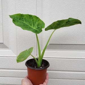 Colocasia gigantea live plant- Cây dọc mùng, bạc hà. Ships in 4" pot. We do not ship to HI, CA and PR.
