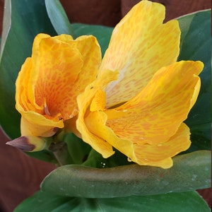 Dwarf Tropical Yellow Canna Lily plant. Ships 4&quot; pot.