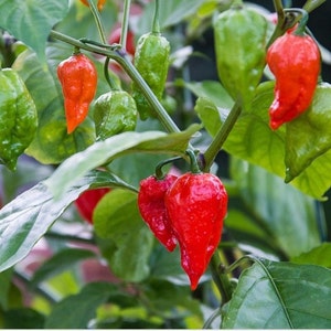 May include: Close-up of a pepper plant with red and green chili peppers. The peppers are growing on a vine and have a glossy, smooth texture.